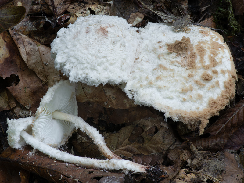 Cystolepiota pulverulenta Cystolepiota pulverulenta